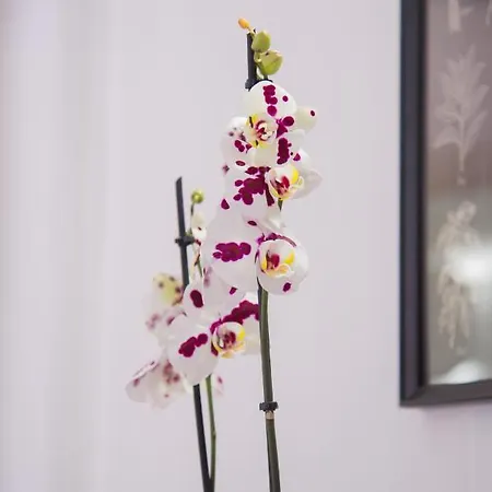 Apartment Palazzo Del Golfo *